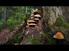 Load and play video in Gallery viewer, Goblinity