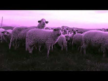 Load and play video in Gallery viewer, Dandelion Witch