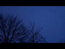 Load and play video in Gallery viewer, Strange String Summer