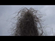 Load and play video in Gallery viewer, Vengeful Viola